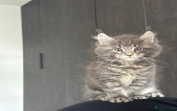 Maine Coon cats for sale: Maine Coon Kittens for sale - Image 4