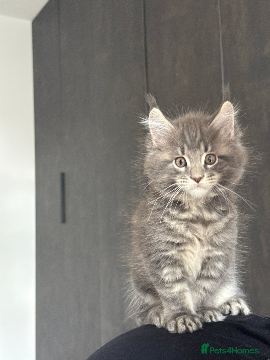 Maine Coon cats for sale: Maine Coon Kittens for sale - Image 4