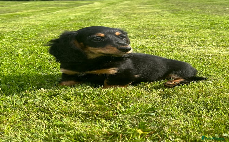 Miniature Dachshund dogs - Advert 4