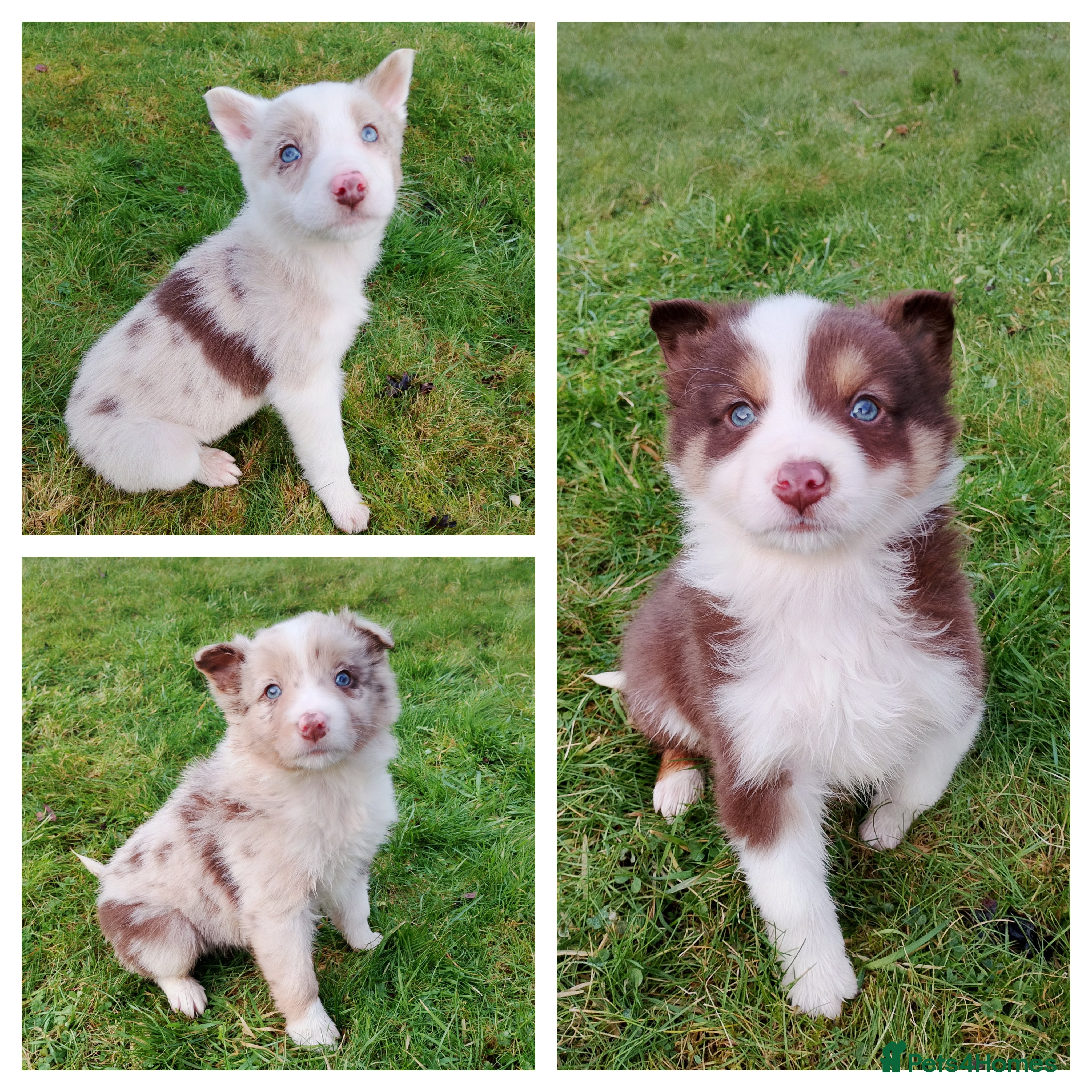 Border Collie dogs Red + Red Merle Border Collie Puppies DNA CLEAR - Advert 5