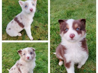 Border Collie dogs Red Merle + Red Tri Male Border Collie Puppies - Advert 16