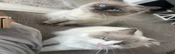 Ragdoll cats for sale: 2x brother ragdoll cats  - Advert 4
