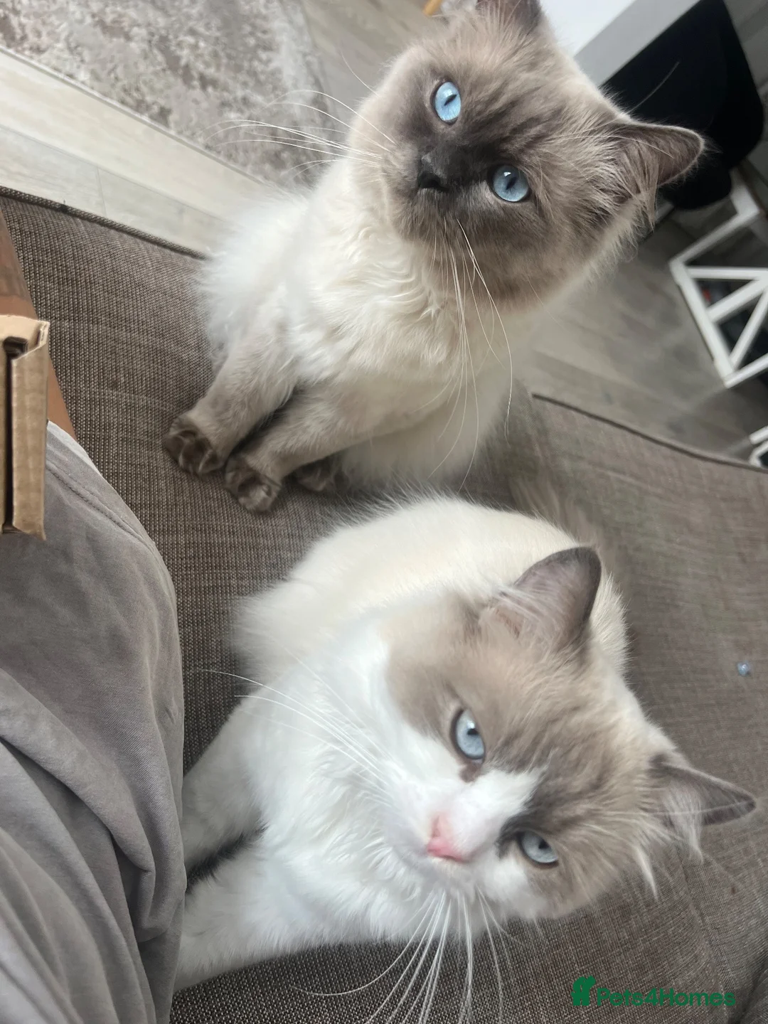 Ragdoll cats for sale: 2x brother ragdoll cats  - Advert 4