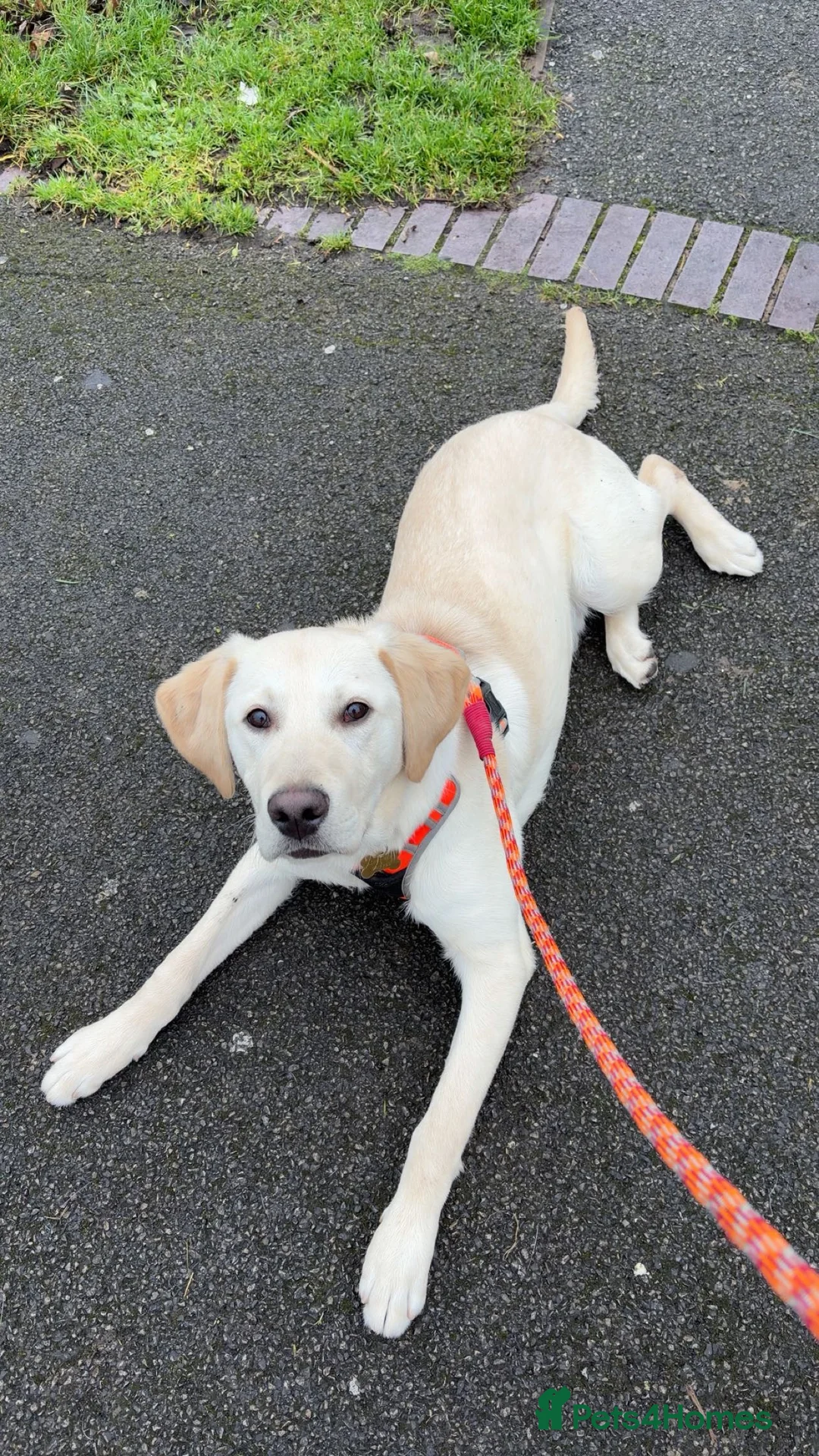 Labrador Retriever dogs for sale: Milo the Labrador  - Advert 2