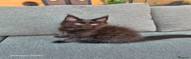 Maine Coon 3