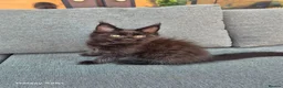 Maine Coon cats for sale: Licensed breeder-maine coon  - Advert 26