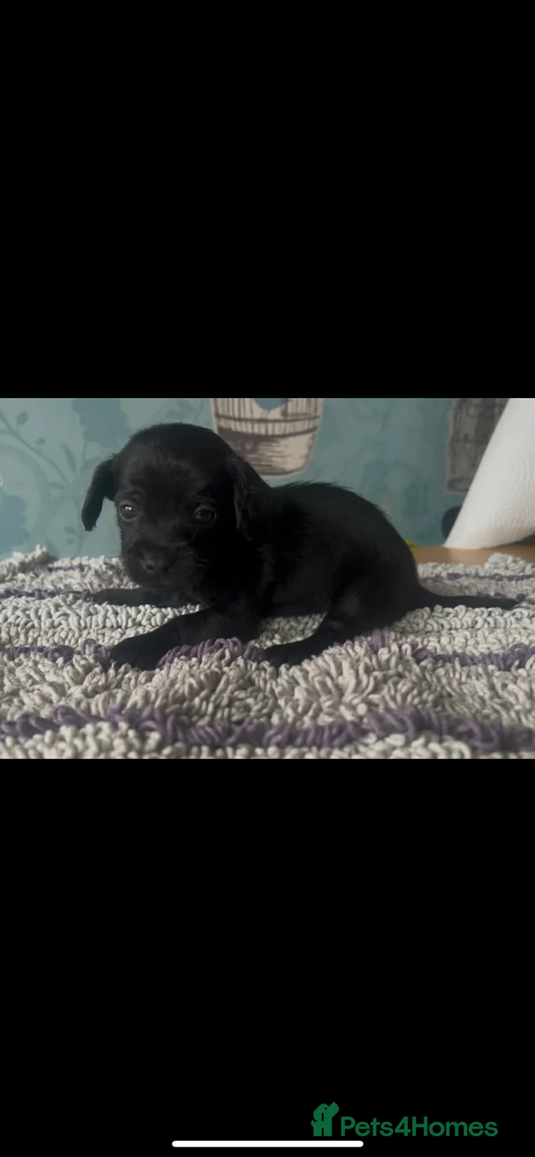 Mixed Breed dogs for sale: 5 cockapoo x chihuahua puppies - Advert 7