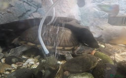 Turtle reptiles for sale: Healthy Adult Razorback Musk Turtle - Ilford - Image 5
