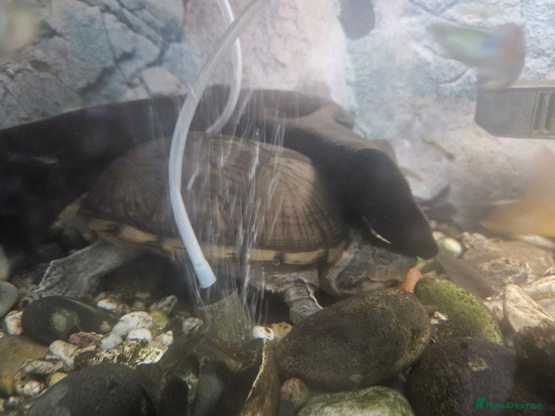 Turtle reptiles for sale: Healthy Adult Razorback Musk Turtle - Ilford - Image 5