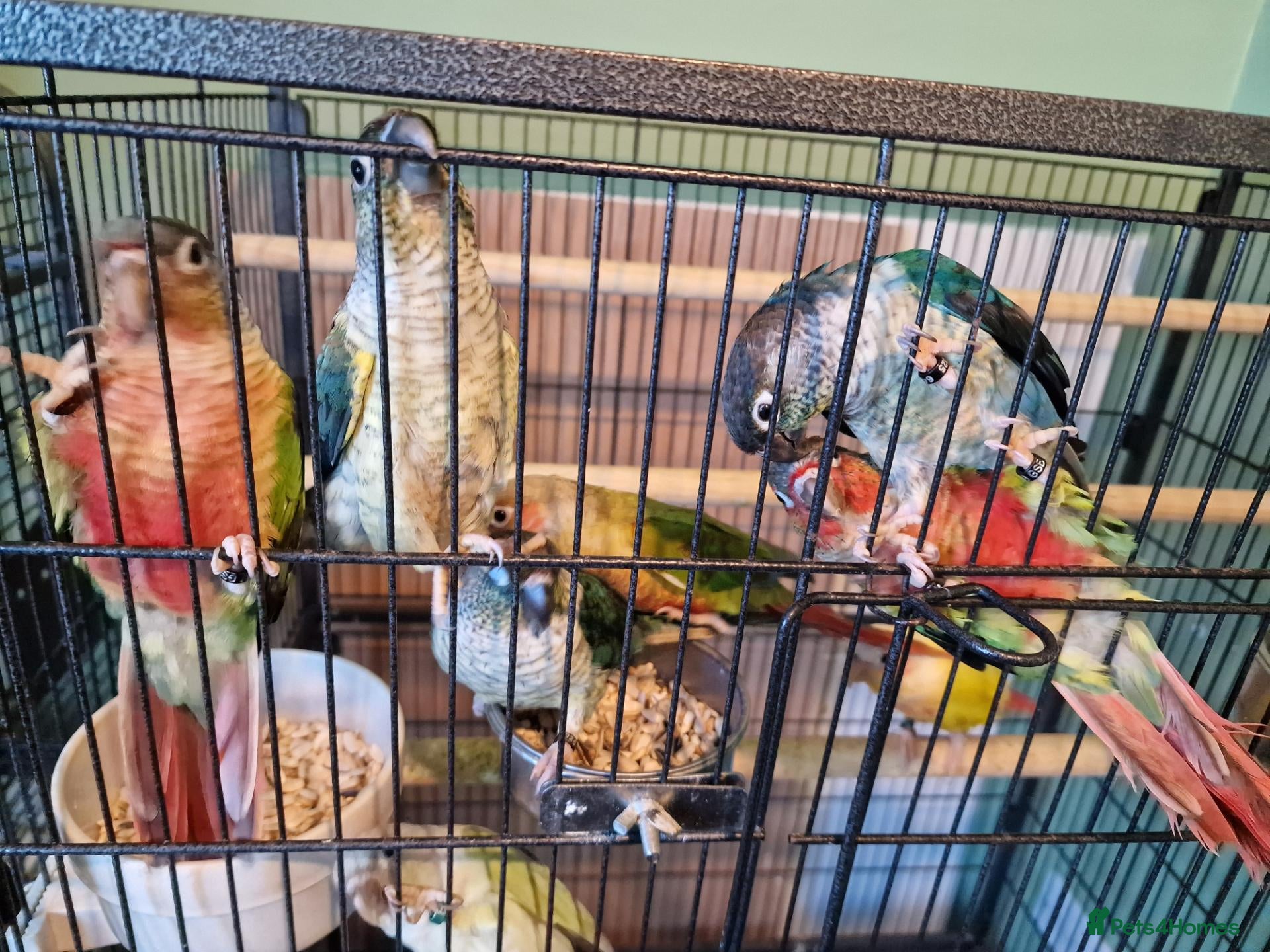 Conures birds Semi tame conures  - Advert 1