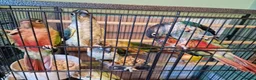 Conures birds for sale: Semi tame conures  - Advert 1