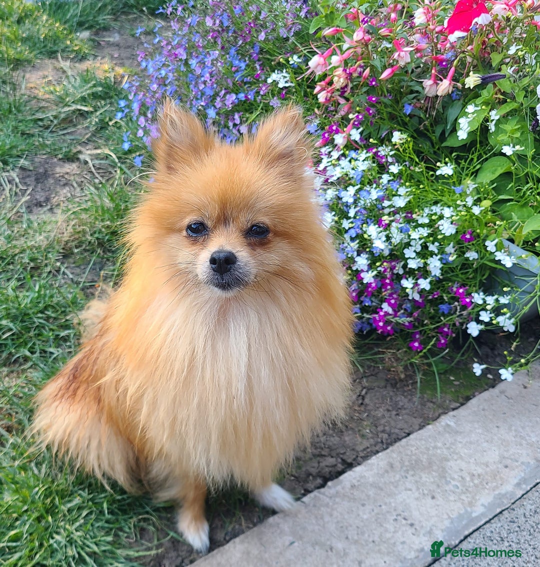 Pomeranian dogs for sale: Gorgeous litter of pomeranian puppies💙💖 - Image 5