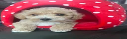 Maltipoo dogs for sale: Teddy Maltipoo Puppies ready now  - Advert 4