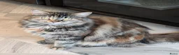 Siberian cats for sale: Siberian long hair - Advert 1