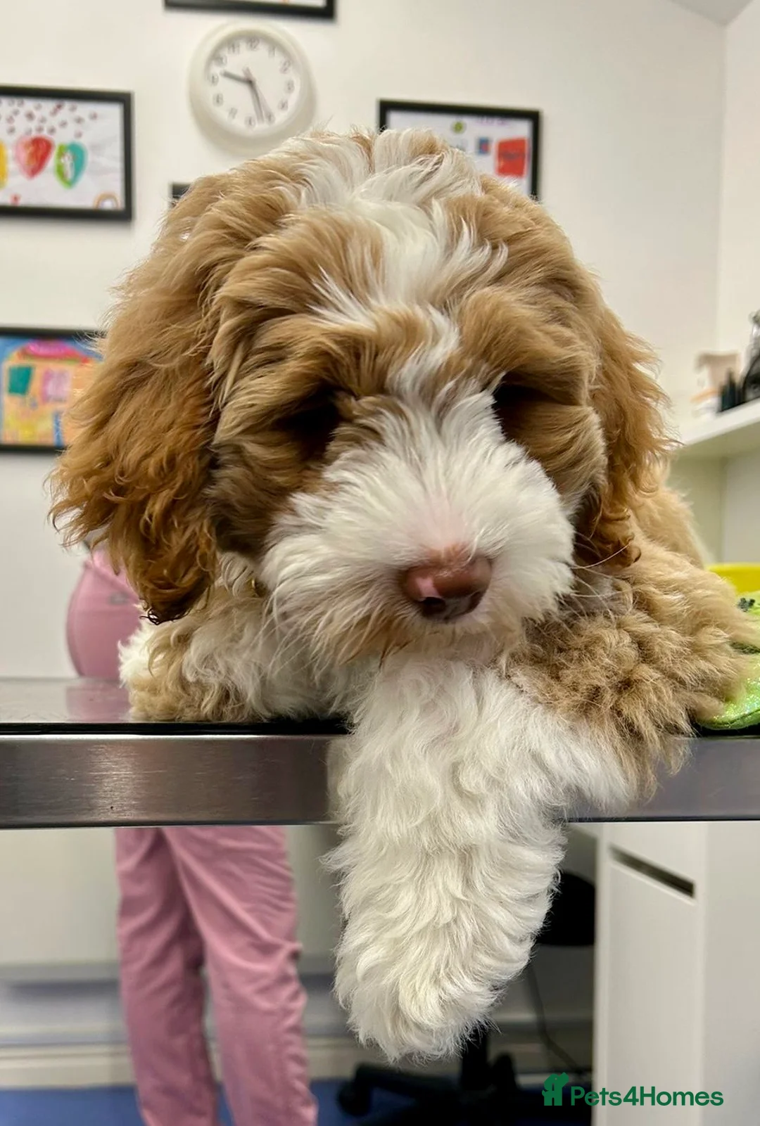 Australian Labradoodle dogs for sale: Australian Labradoodle Pups - Advert 6