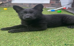 German Shepherd dogs for sale: 2 beautiful German Shepards pups  - Image 1