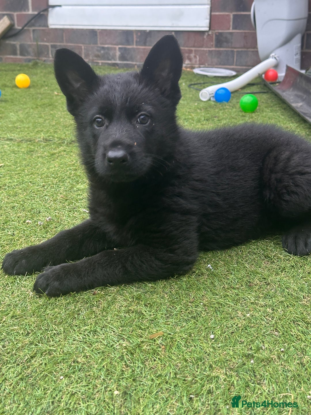 German Shepherd dogs for sale: 2 beautiful German Shepards pups  - Image 1