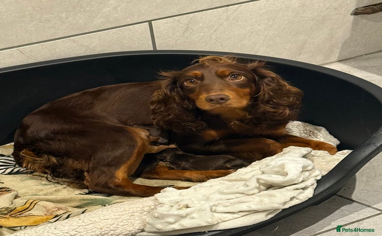Cocker Spaniel dogs - Advert 5