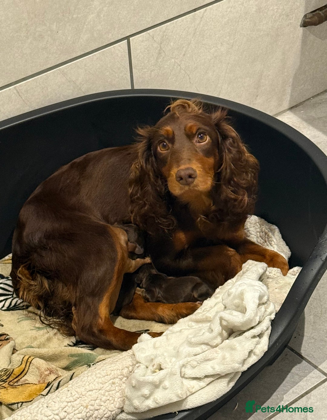 Cocker Spaniel dogs for sale: Stunning KC Working Cocker Spaniel Puppies - Image 2