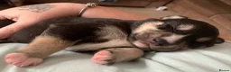 Mixed Breed dogs for sale: Collie mix pups in Gloucester - Advert 21