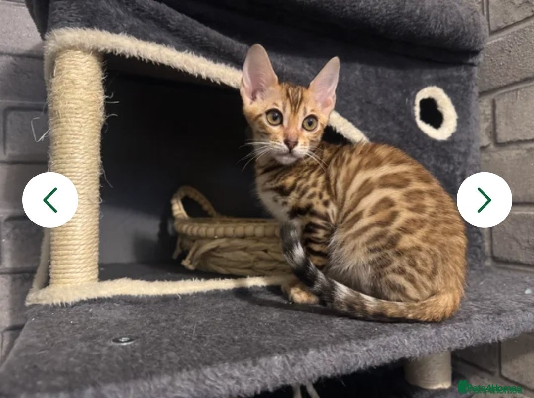 Bengal cats BEAUTIFUL PEDIGREE BROWN ROSETTED BENGAL GIRL! - Advert 8