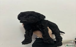 Cockapoo dogs for sale: F2 cockapoo puppies - Image 5