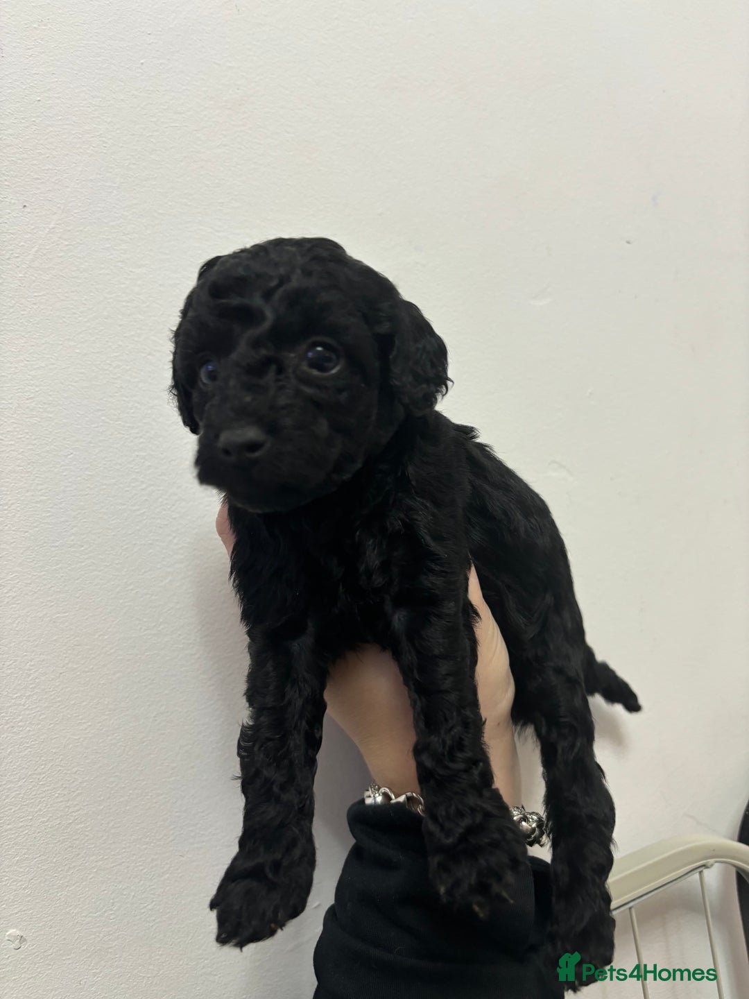 Cockapoo dogs for sale: F2 cockapoo puppies - Image 5