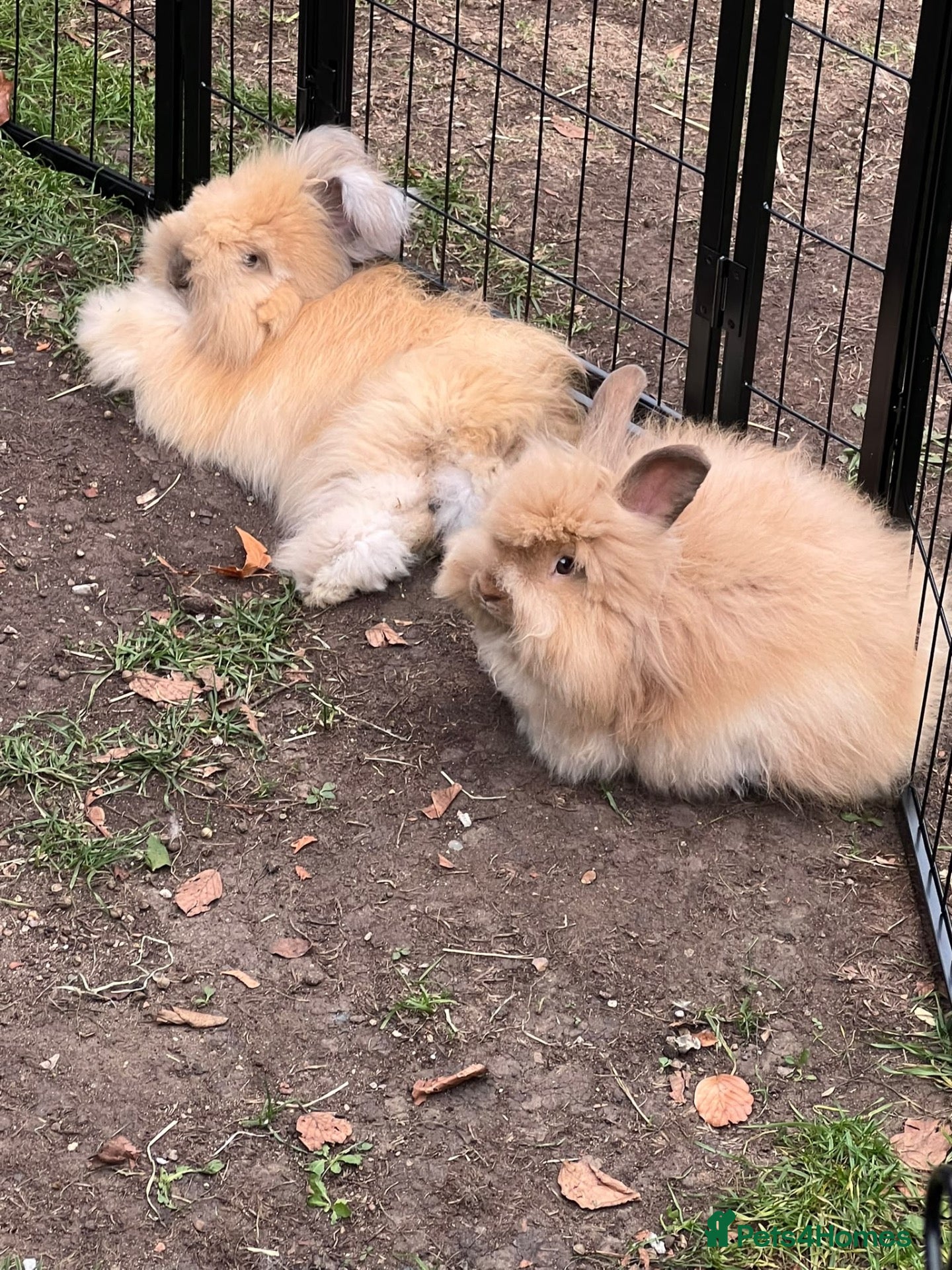 Angora rabbits for sale: Beautiful full face angoras  - Advert 1