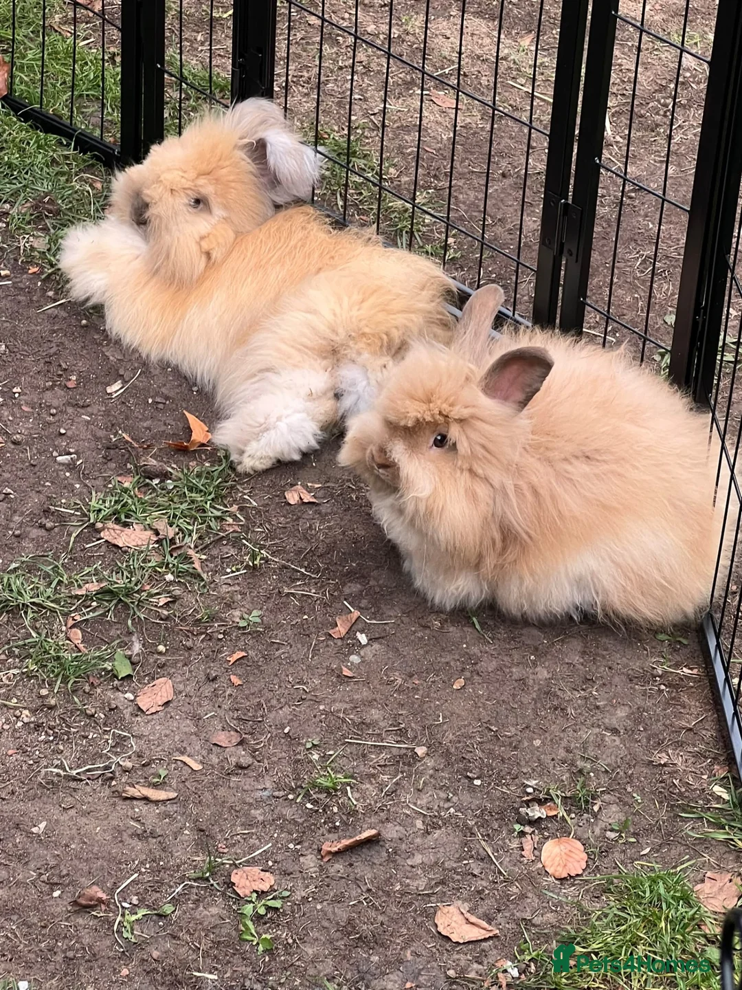 Angora rabbits for sale: Beautiful full face angoras  - Advert 1