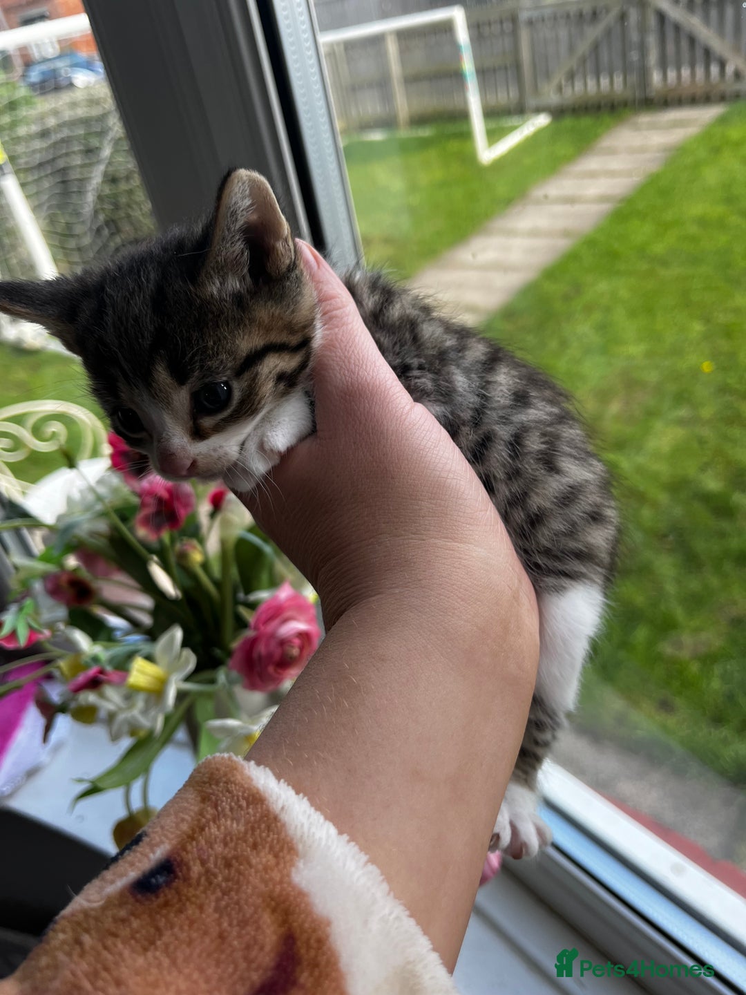 Mixed Breed cats for sale: Kittens for sale - Image 24