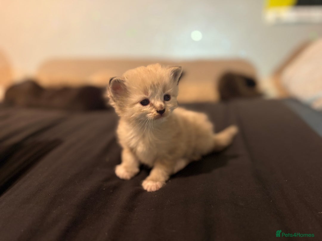 Mixed Breed cats for sale: Kittens for sale  - Image 6