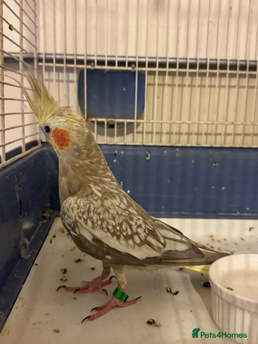Cockatiels birds for sale: Beautiful Cockatiel Friendly & Healthy + Full Cage - Advert 7