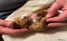 Australian Labradoodle dogs for sale: Genuine 100% Australian Labradoodle Puppies - Image 3