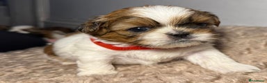 Shih Tzu Puppy 3-Nola
