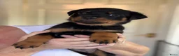 Rottweiler dogs for sale: Rottweiler puppies - Advert 34