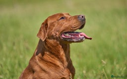 Labrador Retriever dogs for sale: Fox red labradors - Image 13