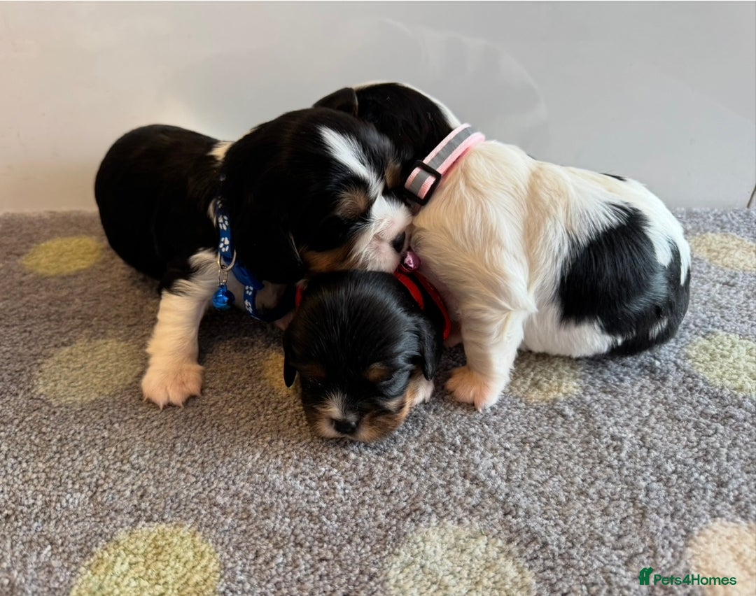 Cavalier King Charles Spaniel dogs for sale: Health tested cavalier King Charles  - Image 6