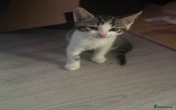 British Shorthair cats for sale: Ready for love - Image 16