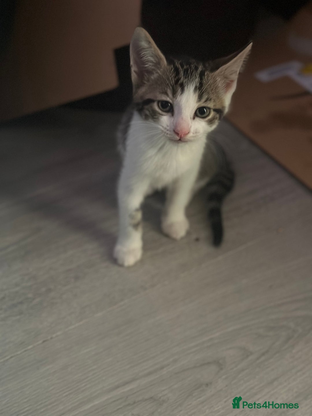 British Shorthair cats for sale: Ready for love - Image 16