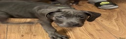 Cane Corso dogs for sale: Cane corso puppies - Advert 9