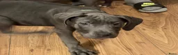 Cane Corso dogs for sale: Cane corso puppies - Advert 9