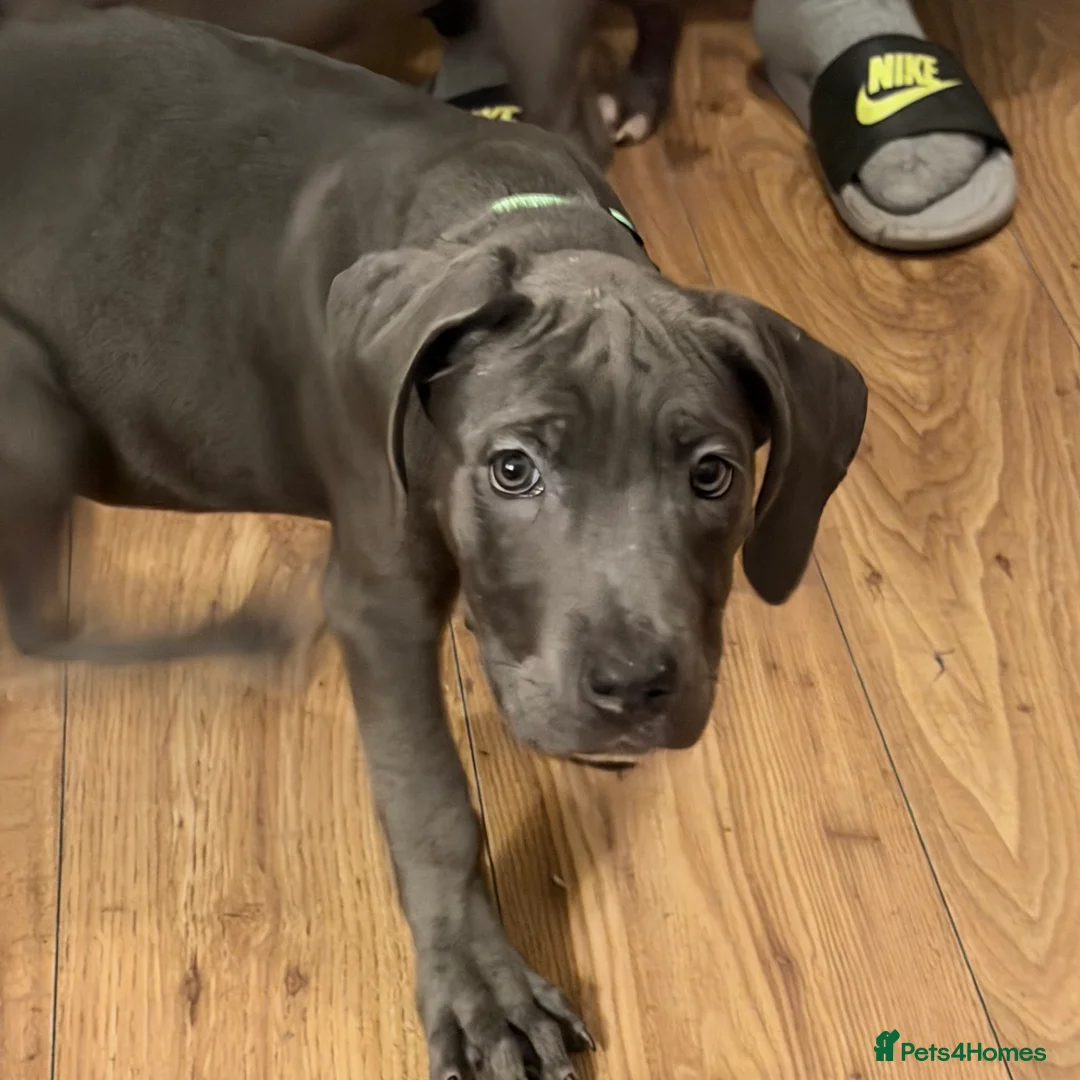 Cane Corso dogs for sale: Cane corso puppies - Advert 9