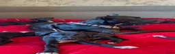 Mixed Breed dogs for sale: MIXED BREED PUPS in Edinburgh - Advert 10
