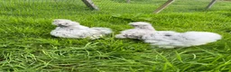 Chickens poultry for sale: Chickens various breeds - Advert 8