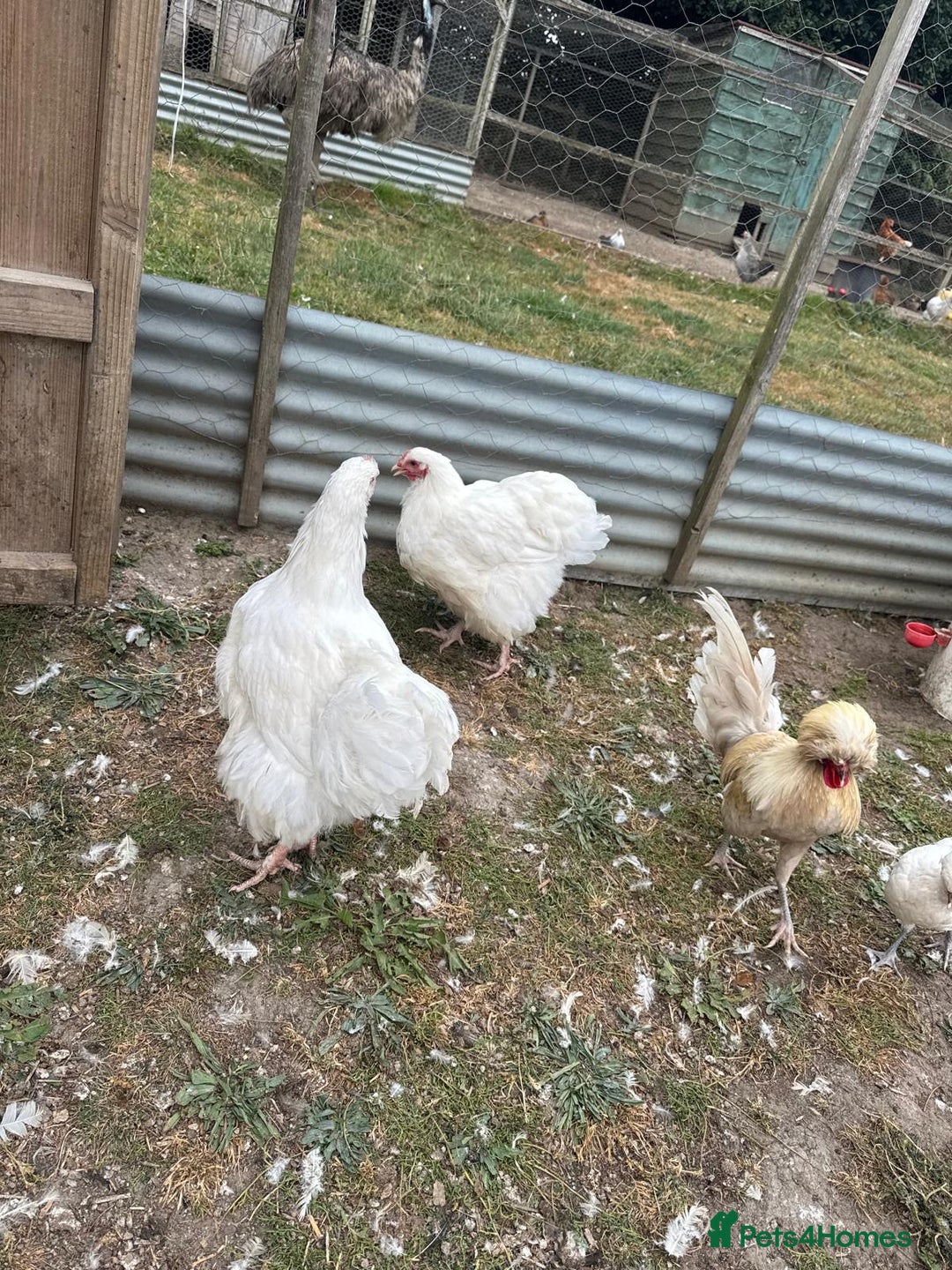Chickens poultry for sale: White Buff and Jubilee Orpington’s  - Image 2