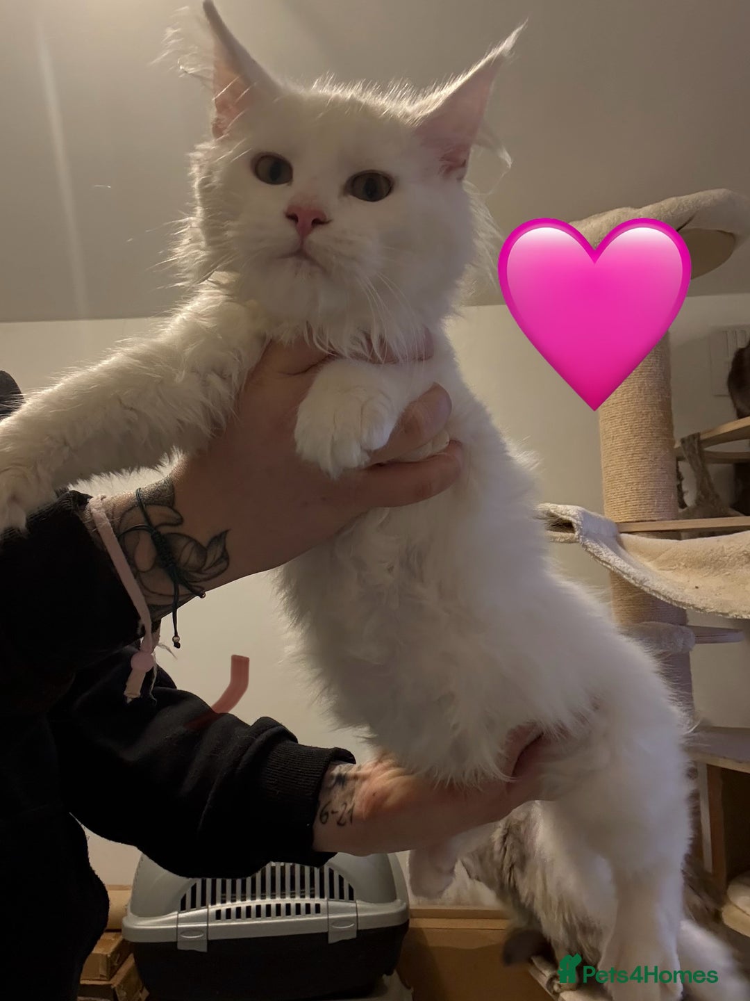 Maine Coon cats for sale: Large Maine coon kittens  - Advert 9