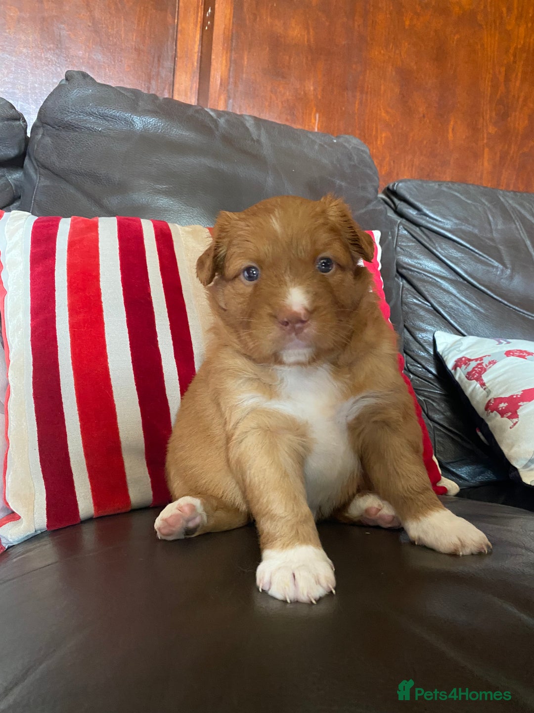 Nova Scotia Duck Tolling Retriever dogs for sale: Fantastic nova puppies - Image 4