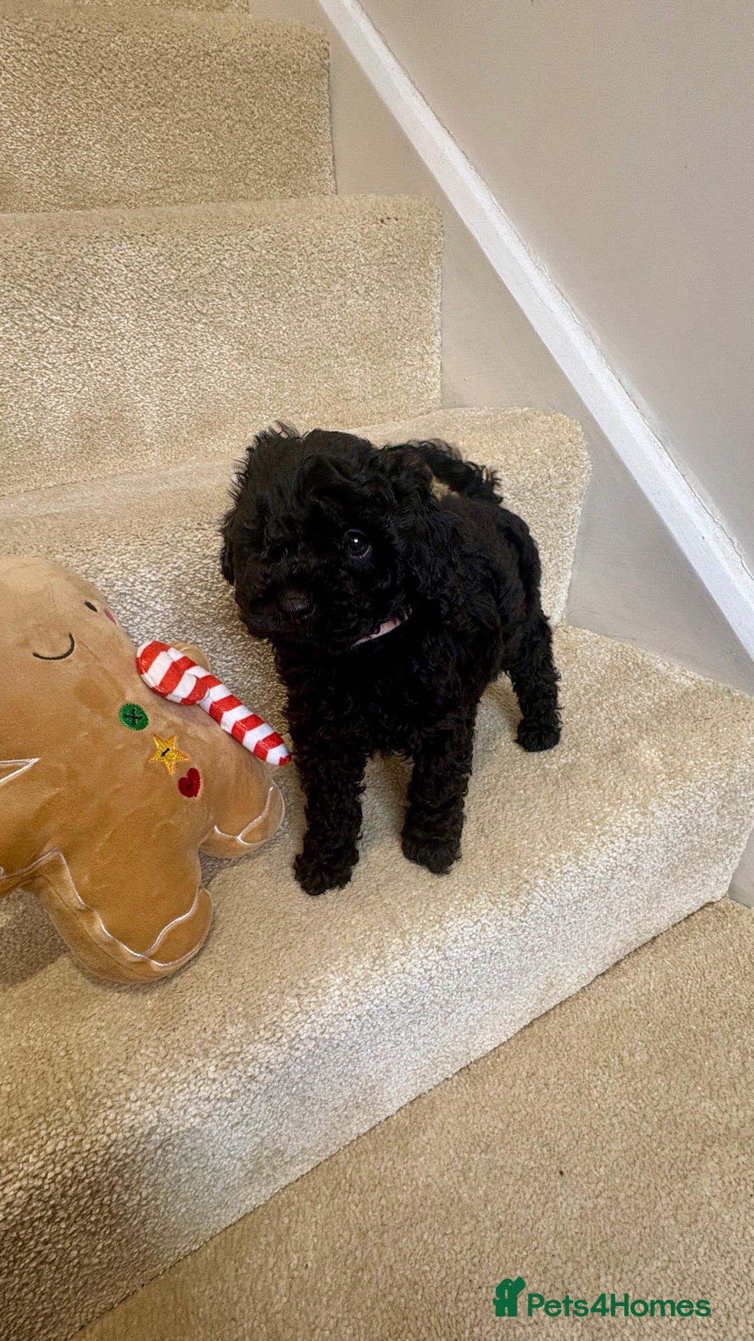 Lhasapoo dogs for sale: ***2 stunning lhasapoos ready this week*** - Advert 1