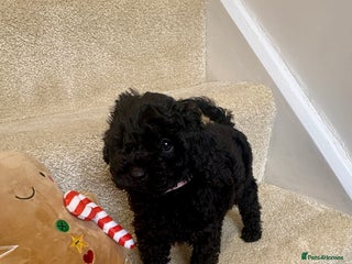 Lhasapoo dogs *****Only 1 girl and 1 little boy left ***** - Advert 18