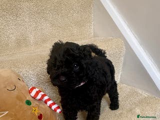 Lhasapoo dogs **Only 1 little girl left, ready for forever home* - Advert 8